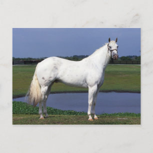 Appaloosa Horse Vykort