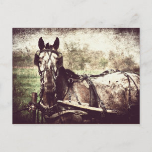 Appaloosa Horse Vykort