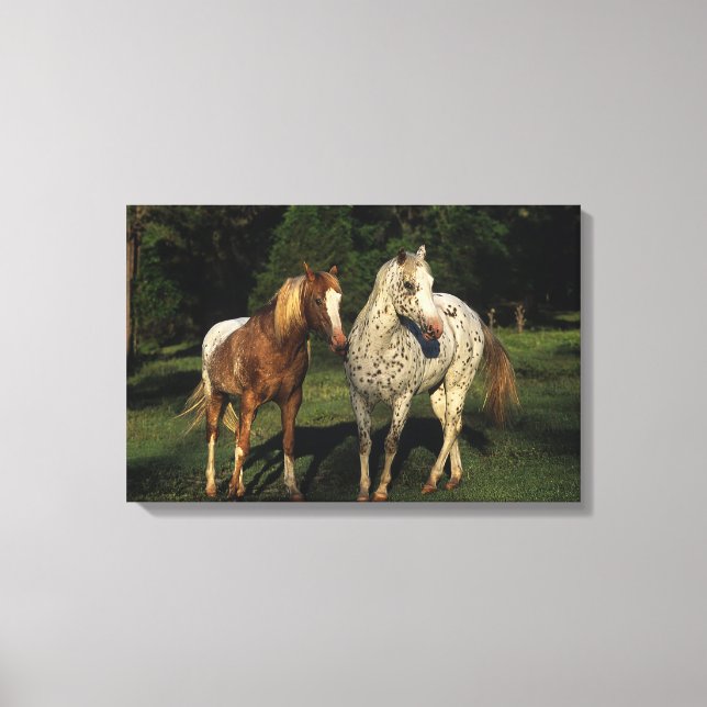 Appaloosa Horses Canvastryck (Framsida)