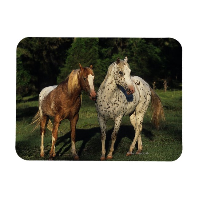 Appaloosa Horses Magnet (Horisontell)
