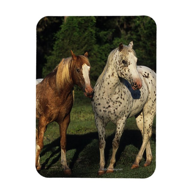 Appaloosa Horses Magnet (Vertikal)