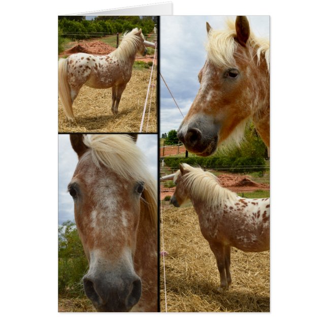 Appaloosa Horses Photo Collage Hälsning Hälsningskort (Framsidan)