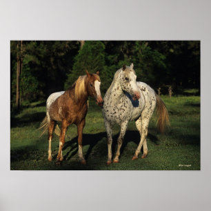 Appaloosa Horses Poster