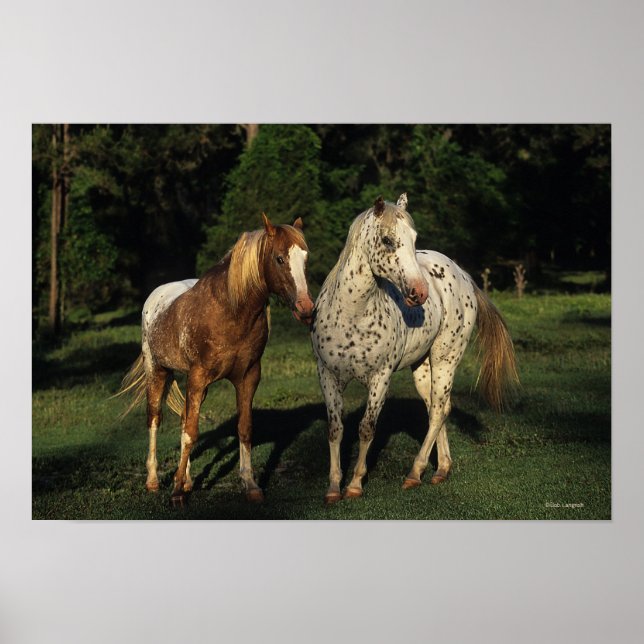 Appaloosa Horses Poster (Framsidan)