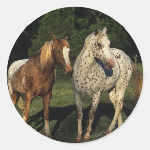 Appaloosa Horses Runt Klistermärke