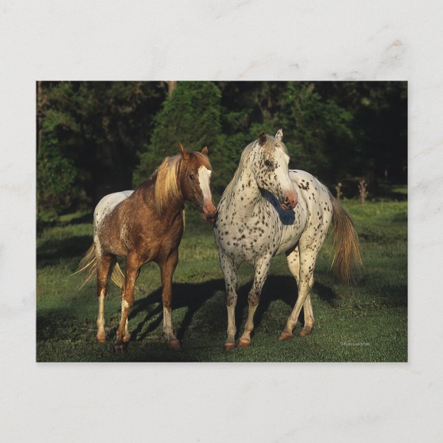 Appaloosa Horses Vykort (Framsida)
