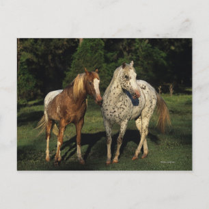 Appaloosa Horses Vykort