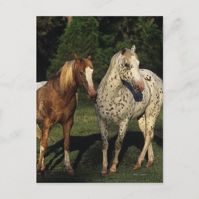 Appaloosa Horses Vykort (Framsida)