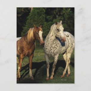 Appaloosa Horses Vykort