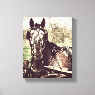 Appaloosa i Harness Canvastryck