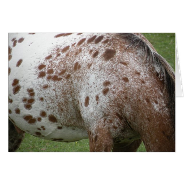 Appaloosa-kort Hälsningskort (Framsidan Horizontal)