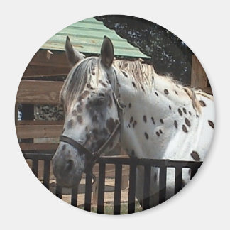Appaloosa Magnet
