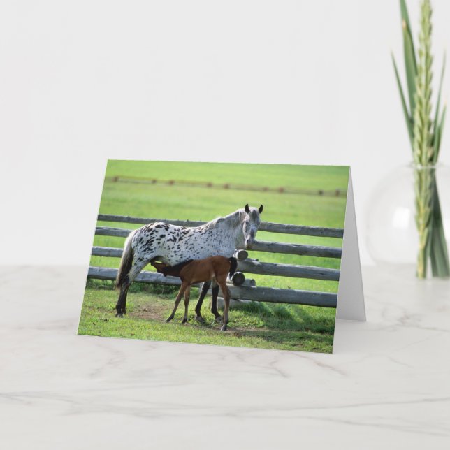 Appaloosa Mare och Colt Horse Kort (Framsida)