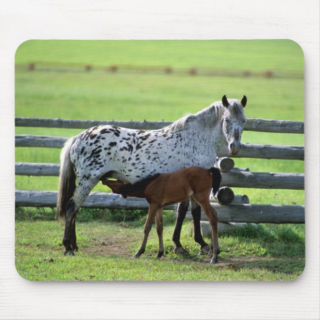 Appaloosa Mare och Colt Horse Musmatta (Framsidan)