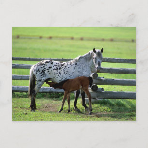 Appaloosa Mare och Colt Horse Vykort