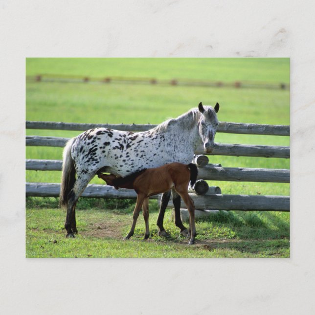 Appaloosa Mare och Colt Horse Vykort (Framsida)