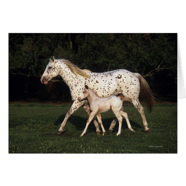 Appaloosa mare och kalv i Fält Hälsningskort (Framsidan Horizontal)