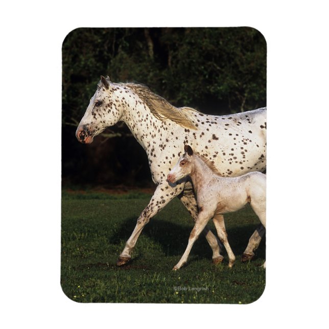 Appaloosa mare och kalv i Fält Magnet (Vertikal)