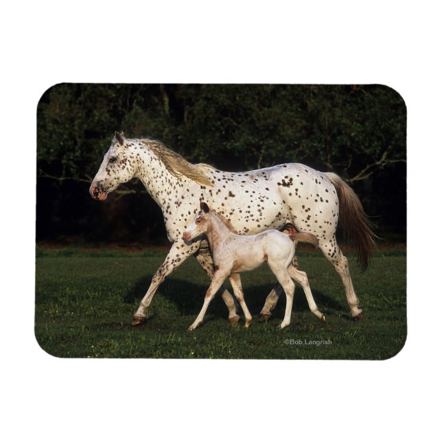 Appaloosa mare och kalv i Fält Magnet (Horisontell)