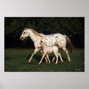 Appaloosa mare och kalv i Fält Poster