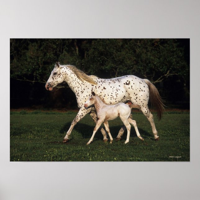 Appaloosa mare och kalv i Fält Poster (Framsidan)