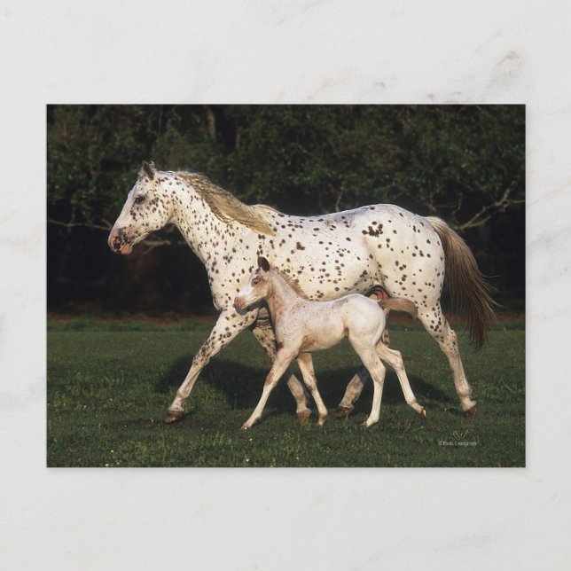 Appaloosa mare och kalv i Fält Vykort (Framsida)