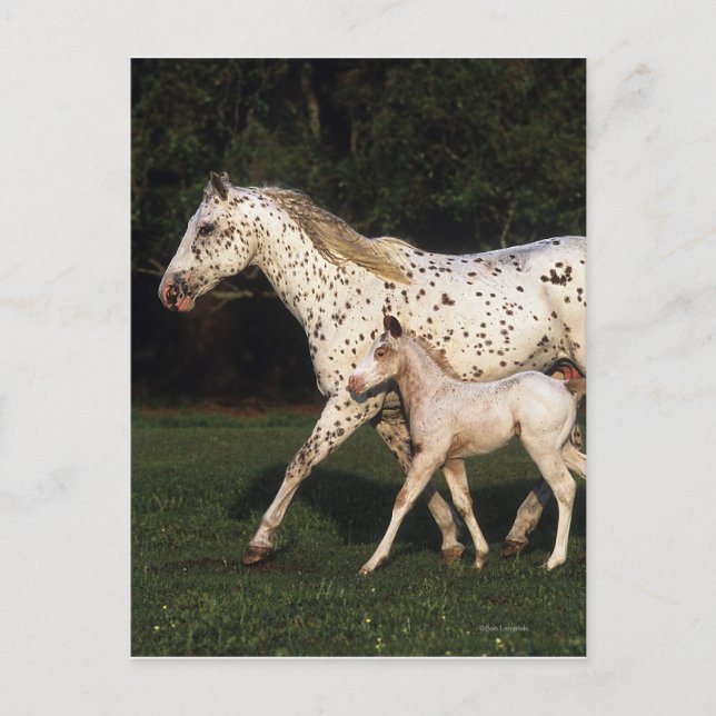 Appaloosa mare och kalv i Fält Vykort (Framsida)