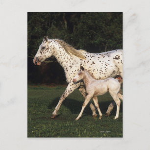 Appaloosa mare och kalv i Fält Vykort