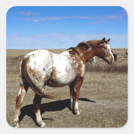 Appaloosa mare på den kanadensiska Prairie Fyrkantigt Klistermärke