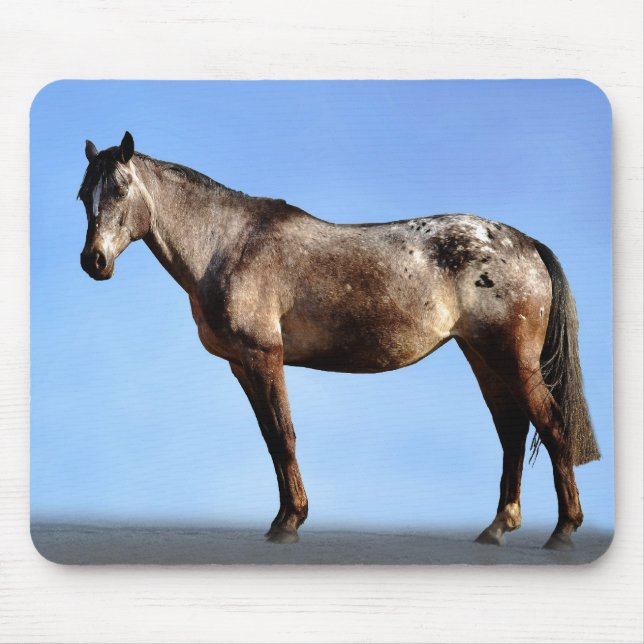 Appaloosa Musmatta (Framsidan)