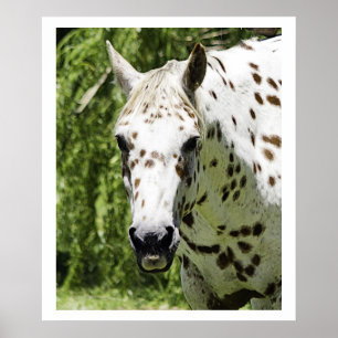 Appaloosa Porträtt,Horse Photography Poster