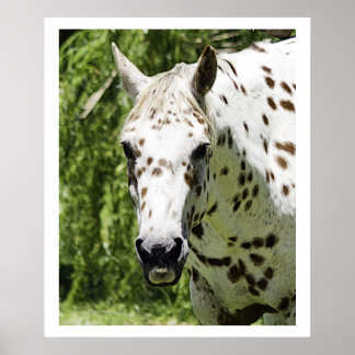 Appaloosa Porträtt,Horse Photography Poster