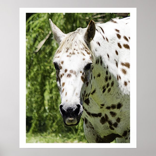Appaloosa Porträtt,Horse Photography Poster (Framsidan)