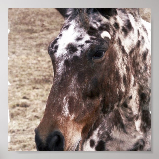 Appaloosa Stallion Print Poster (Framsidan)
