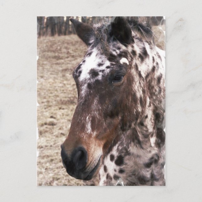 Appaloosa Stallions vykort (Framsida)