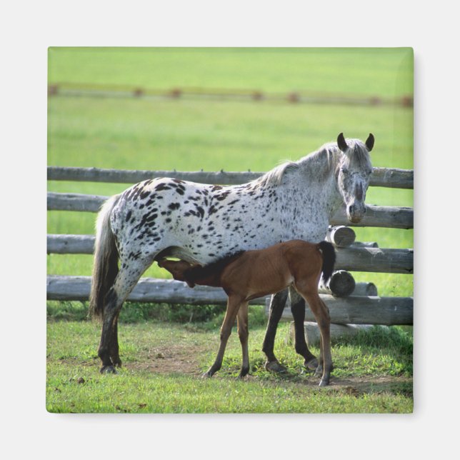 Appaloosa-sto och föl häst magnet (Framsidan)