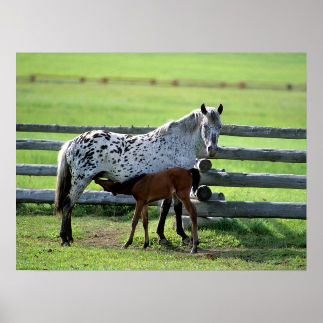 Appaloosa-sto och föl häst poster (Framsidan)