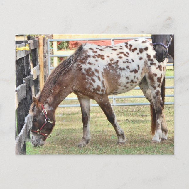 Appaloosa Vykort (Framsida)