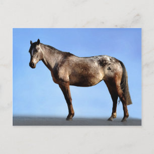 Appaloosa Vykort