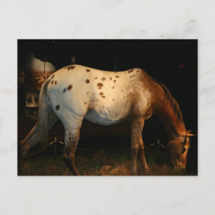 Appaloosa-vykort Vykort