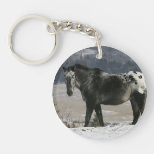 Appaloosahäst i snön