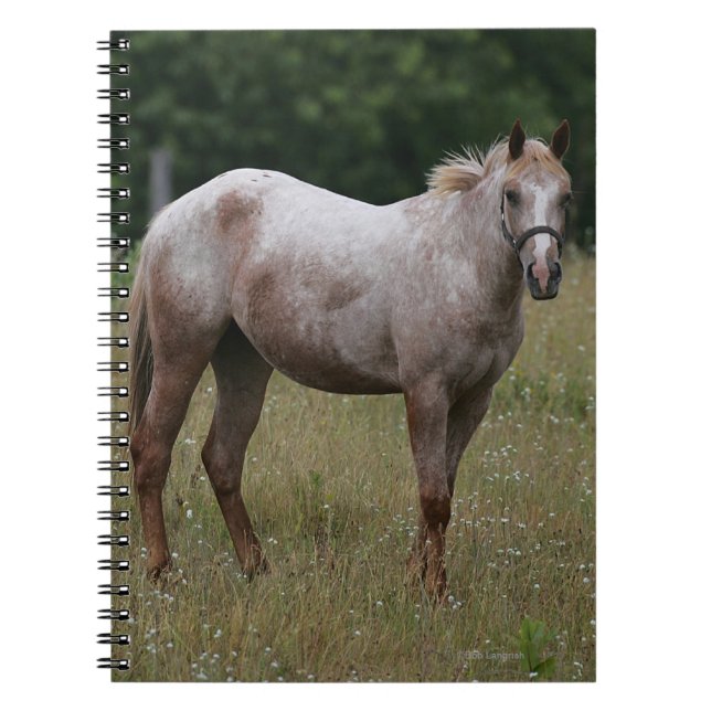 Appaloosahästanseende i gräset anteckningsbok med spiral (Framsidan)