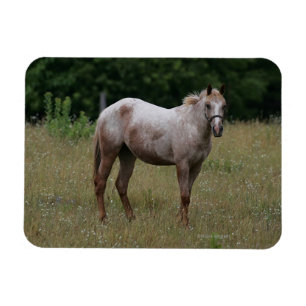 Appaloosahästanseende i gräset magnet