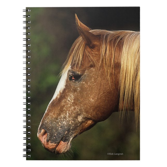 AppaloosahästHeadshot 1 Anteckningsbok Med Spiral (Framsidan)