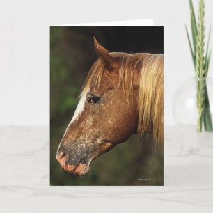 AppaloosahästHeadshot 1 Kort