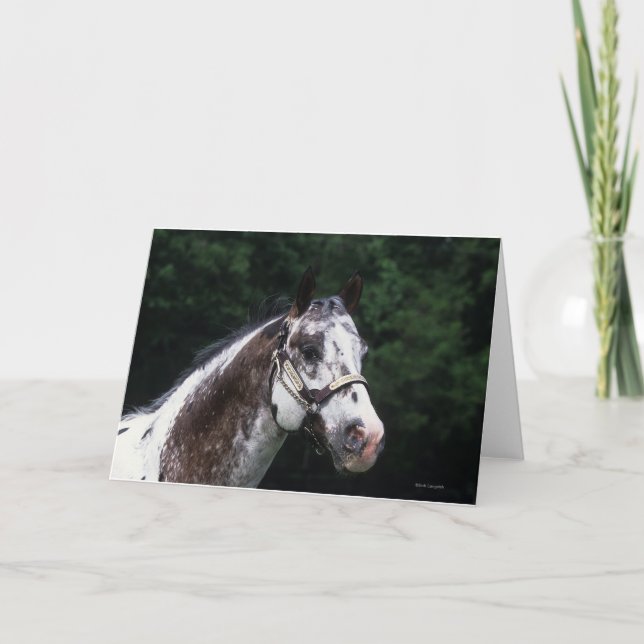 AppaloosahästHeadshot 2 Kort (Framsida)