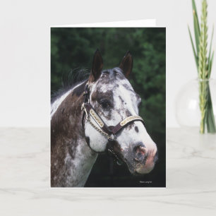 AppaloosahästHeadshot 2 Kort