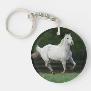 Appaloosahästspring 1