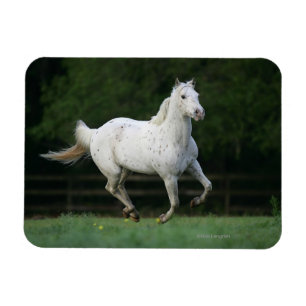 Appaloosahästspring 1 magnet