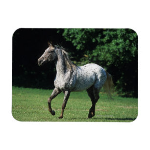 Appaloosahästspring 2 magnet